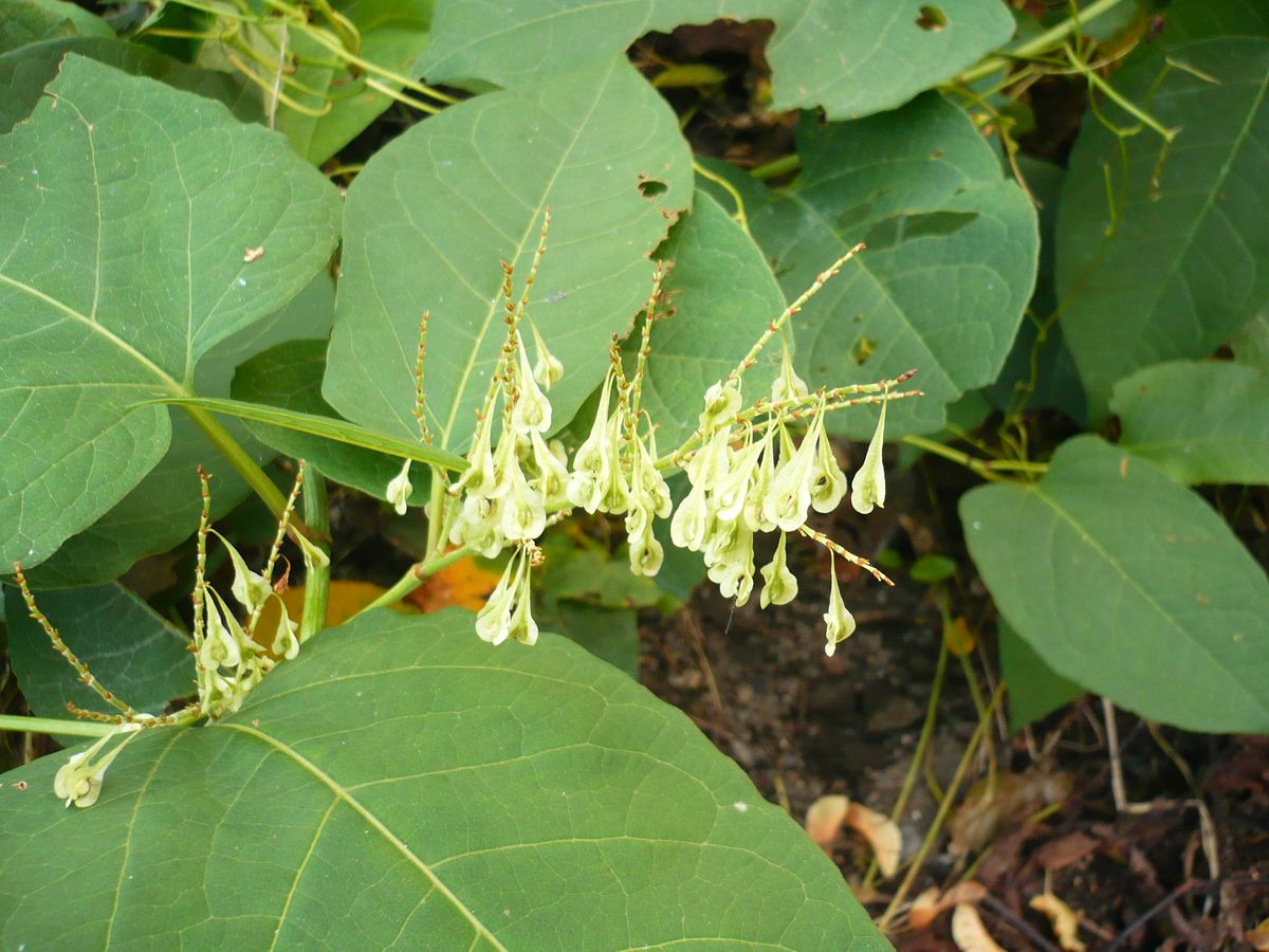 Reynoutria x bohemica (Polygonaceae)
